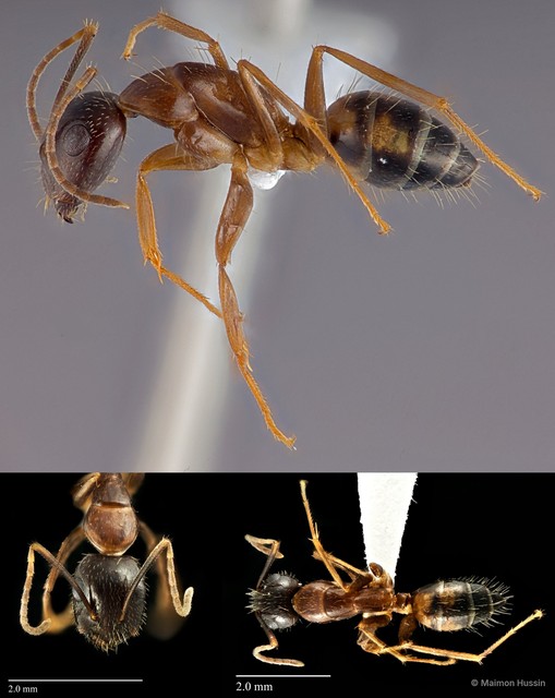 Camponotus (Tanaemyrmex) albosparsus•&copy; Maimon Hussin•All Rights Reserved