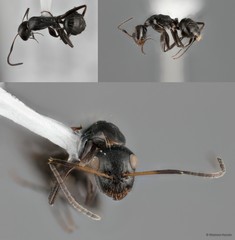 Camponotus (Myrmamblys) bedoti•&copy; Maimon Hussin•All Rights Reserved
