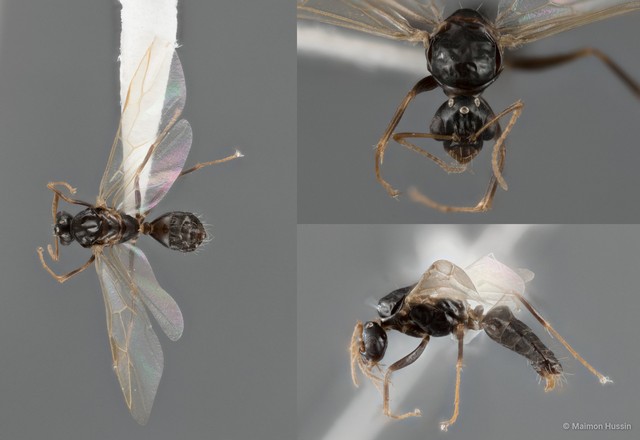 Camponotus (Myrmamblys) bedoti•&copy; Maimon Hussin•All Rights Reserved