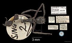 Camponotus (Myrmosaulus) camelinus•&copy; Ang Yuchen•All Rights Reserved