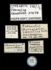Camponotus (Myrmosaulus) camelinus•All Rights ReservedMuseum Label