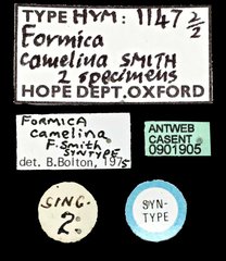 Camponotus (Myrmosaulus) camelinus•All Rights ReservedMuseum Label