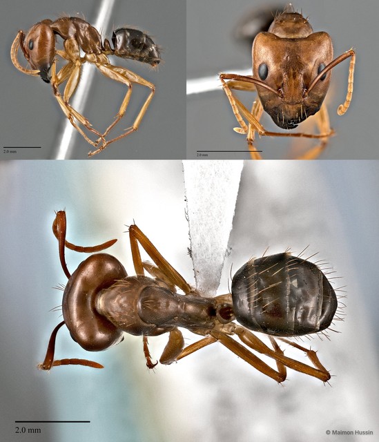 Camponotus (Tanaemyrmex) carinifer•&copy; Maimon Hussin•All Rights Reserved