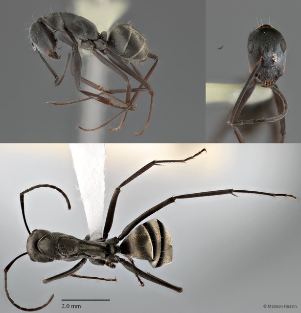 Camponotus (Myrmosericus) parius•&copy; Maimon Hussin•All Rights Reserved