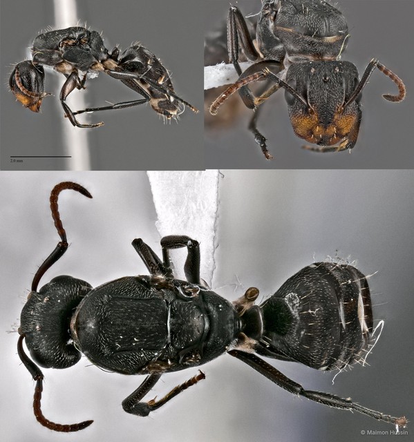 Camponotus (Myrmamblys) reticulatus sericella•&copy; Maimon Hussin•All Rights Reserved