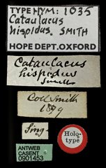 Cataulacus granulatus•All Rights ReservedMuseum Label