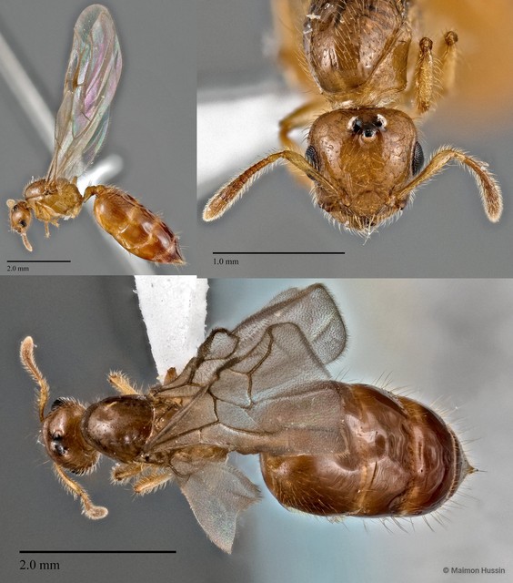 Crematogaster (Orthocrema) sp. "cf. bandarensis"•&copy; Maimon Hussin•All Rights Reserved