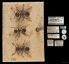 Crematogaster (Crematogaster) anthracina•&copy; Ang Yuchen•All Rights Reserved