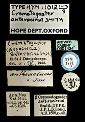 Crematogaster (Crematogaster) anthracina•All Rights ReservedMuseum Label