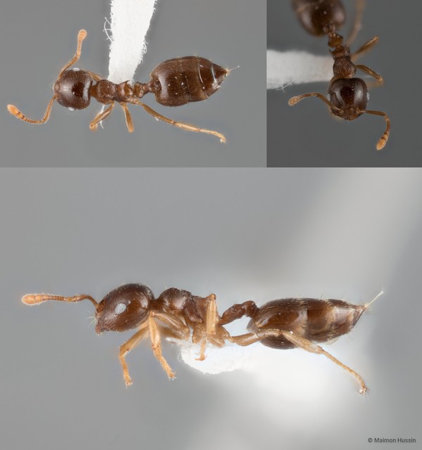 Crematogaster subnuda discinodis•&copy; Maimon Hussin•All Rights Reserved