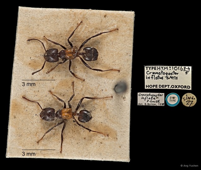 Crematogaster (Crematogaster) inflata•&copy; Ang Yuchen•All Rights Reserved