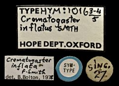 Crematogaster (Crematogaster) inflata•All Rights ReservedMuseum Label