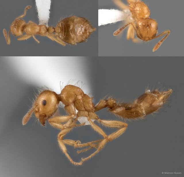 Crematogaster (Orthocrema) myops•&copy; Maimon Hussin•All Rights Reserved