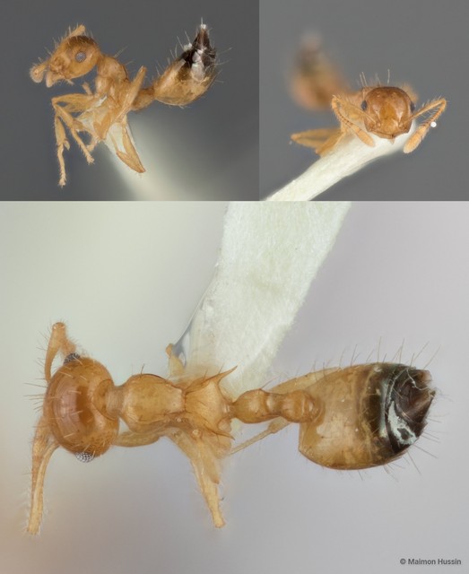 Crematogaster (Orthocrema) quadriruga•&copy; Maimon Hussin•All Rights Reserved