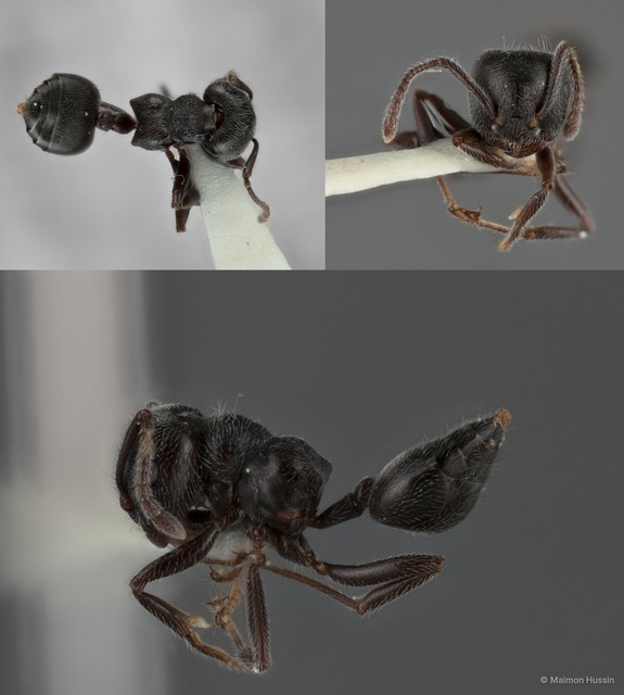 Crematogaster (Crematogaster) sewardi•&copy; Maimon Hussin•All Rights Reserved