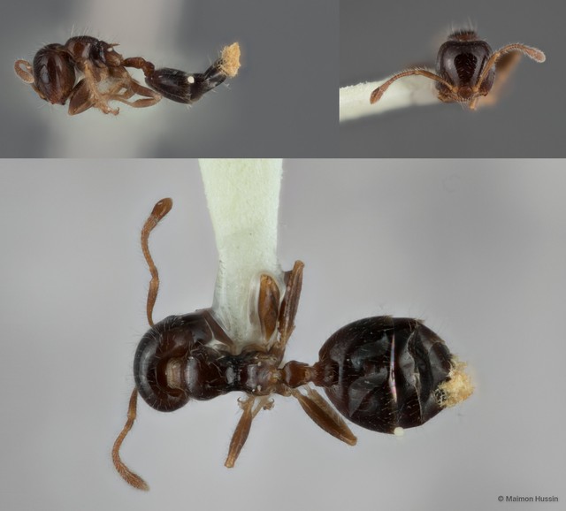 Crematogaster (Crematogaster) treubi•&copy; Maimon Hussin•All Rights Reserved