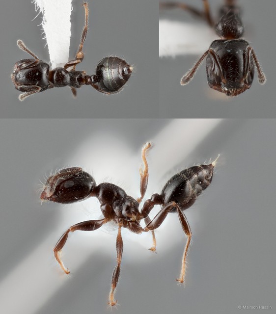 Crematogaster yappi•&copy; Maimon Hussin•All Rights Reserved