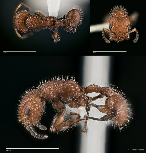 Dilobocondyla sp. "ZRC_HYM0000609"•&copy; Maimon Hussin•All Rights Reserved