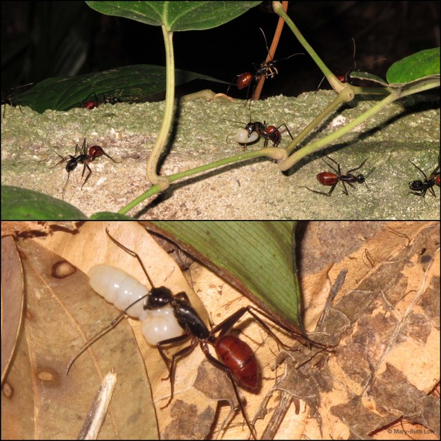 Dinomyrmex gigas•&copy; Mary-Ruth Low•All Rights Reserved