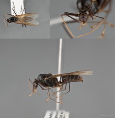 Dinomyrmex gigas•&copy; Maimon Hussin•All Rights Reserved