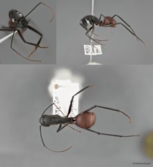 Dinomyrmex gigas•&copy; Maimon Hussin•All Rights Reserved