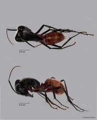 Dinomyrmex gigas•&copy; Maimon Hussin•All Rights Reserved