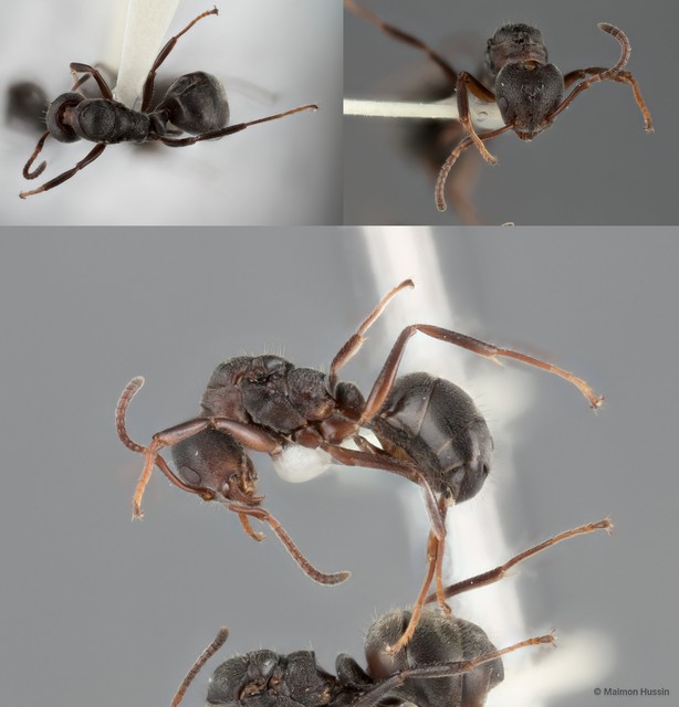 Dolichoderus thoracicus•&copy; Maimon Hussin•All Rights Reserved