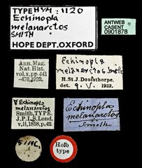 Echinopla melanarctos•All Rights ReservedMuseum Label