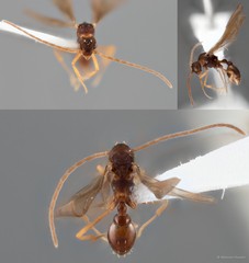Eurhopalothrix sp. "DHM_ZRC_HYM_0000029"•&copy; Maimon Hussin•All Rights Reserved
