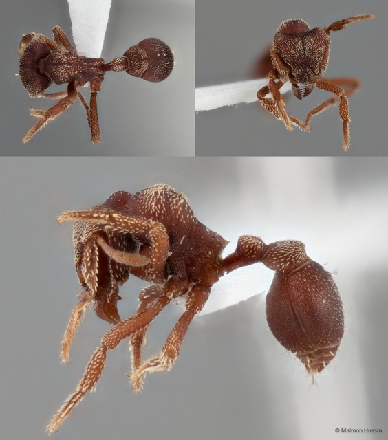 Eurhopalothrix sp. "DHM_ZRC_HYM_0000029"•&copy; Maimon Hussin•All Rights Reserved