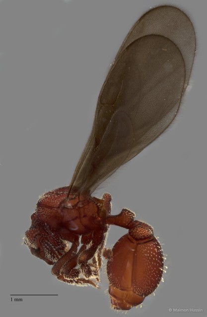 Eurhopalothrix heliscata•&copy; Maimon Hussin•All Rights Reserved