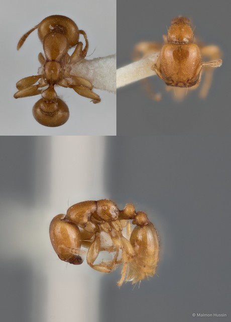Liomyrmex gestroi•&copy; Maimon Hussin•All Rights Reserved