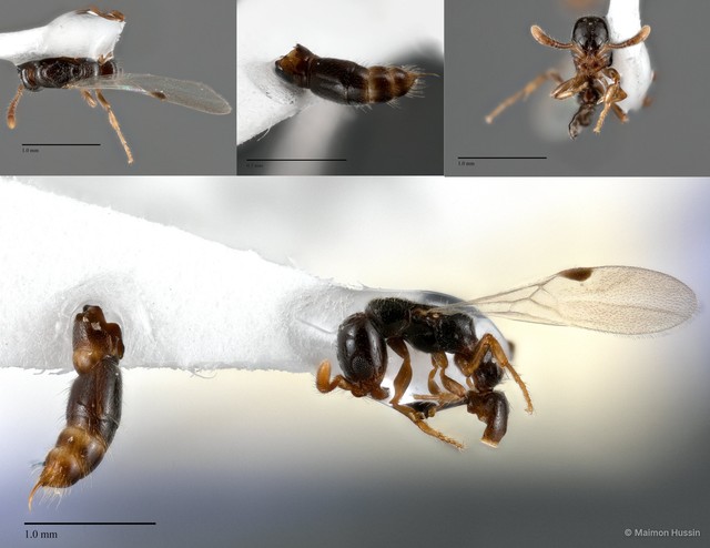 Lioponera sp. "cf. longitarsus"•&copy; Maimon Hussin•All Rights Reserved