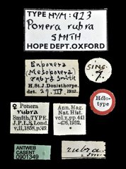Mesoponera rubra•All Rights ReservedMuseum Label