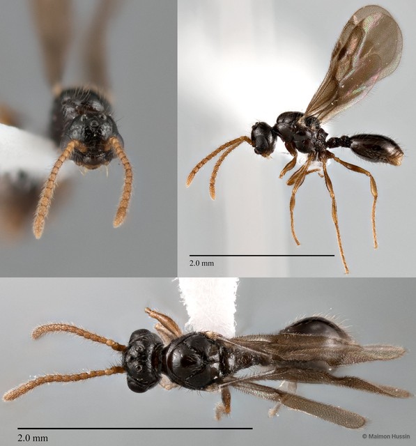 Myrmecina sp. "2 ZRCBDP0043861"•&copy; Maimon Hussin•All Rights Reserved