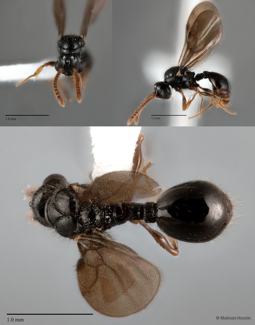 Myrmecina sp. "ZRCBDP0043857"•&copy; Maimon Hussin•All Rights Reserved