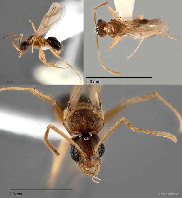 Nylanderia sp. "1_WW"•&copy; Maimon Hussin•All Rights Reserved