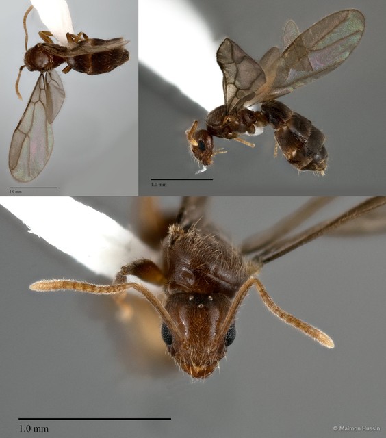 Nylanderia sp. "2_WW"•&copy; Maimon Hussin•All Rights Reserved