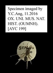 Nylanderia sp. "AYC 199"•All Rights ReservedMuseum Label