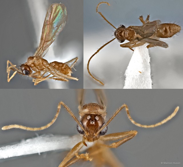 Nylanderia sp. "cf. 5_SKY"•&copy; Maimon Hussin•All Rights Reserved