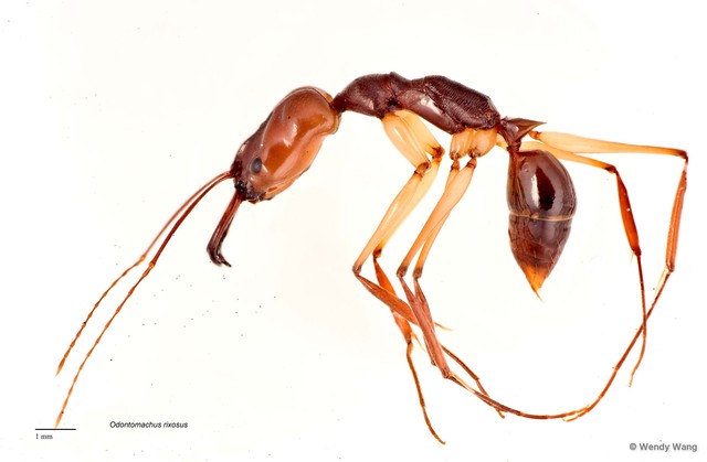 Odontomachus rixosus•&copy; Wendy Wang•All Rights Reserved