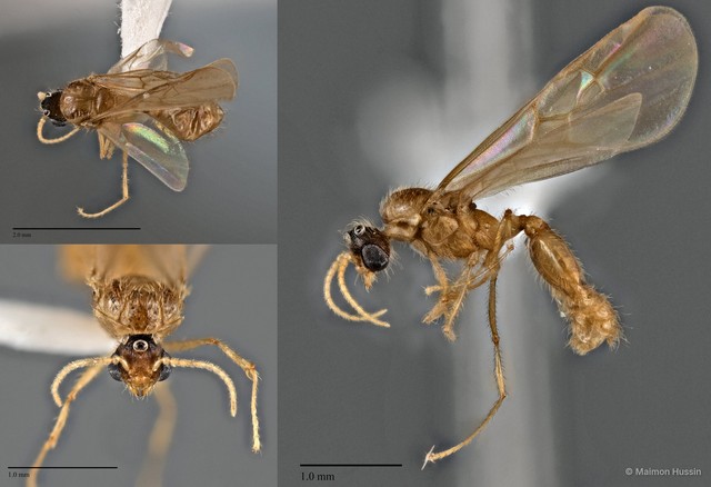 Pheidole sp. "cf. parva"•&copy; Maimon Hussin•All Rights Reserved