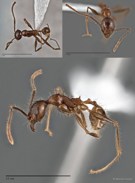 Pheidole plagiaria•&copy; Maimon Hussin•All Rights Reserved