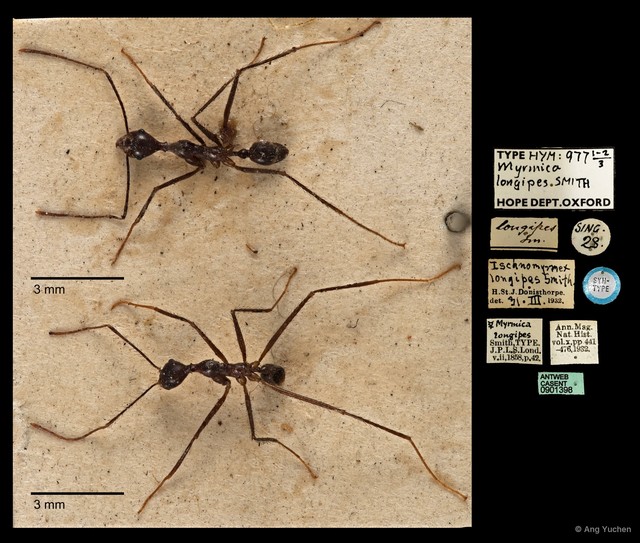Pheidole singaporensis•&copy; Ang Yuchen•All Rights Reserved