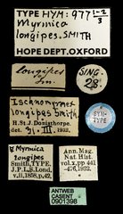 Pheidole singaporensis•All Rights ReservedMuseum Label