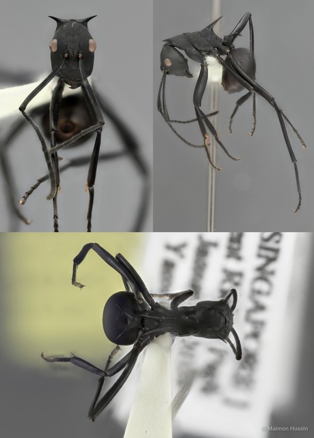 Polyrhachis (Myrmhopla) abdominalis•&copy; Maimon Hussin•All Rights Reserved