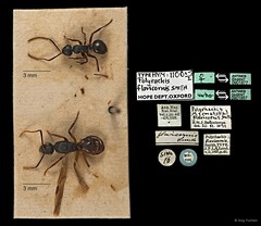 Polyrhachis (Myrmhopla) amana•&copy; Ang Yuchen•All Rights Reserved