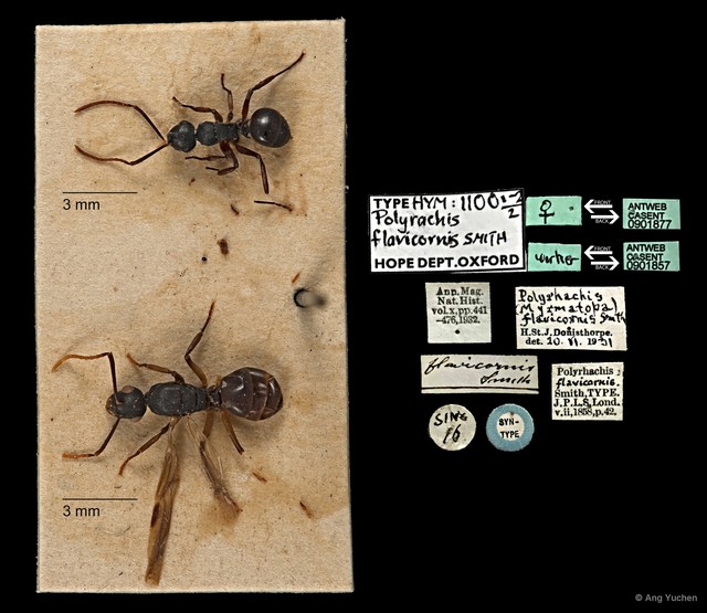 Polyrhachis (Myrmhopla) amana•&copy; Ang Yuchen•All Rights Reserved