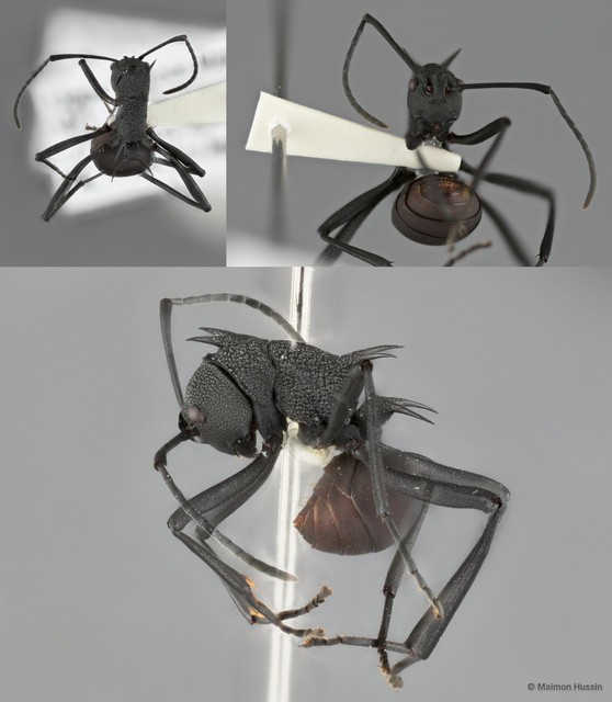 Polyrhachis (Myrmhopla) armata armata•&copy; Maimon Hussin•All Rights Reserved