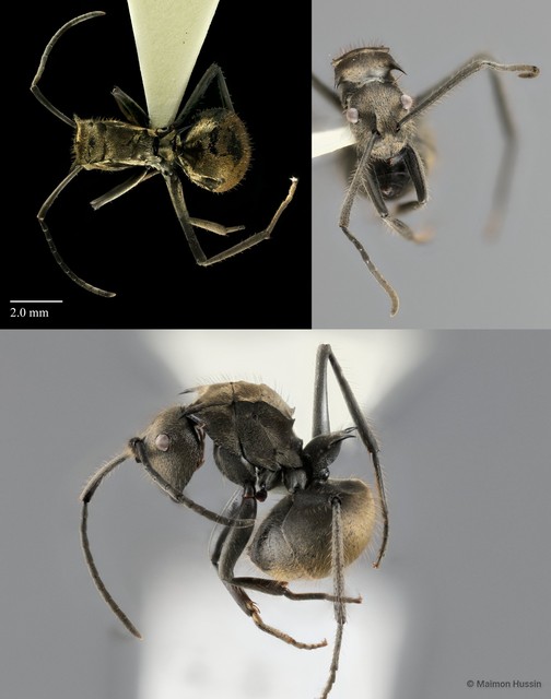 Polyrhachis (Myrma) beccarii•&copy; Maimon Hussin•All Rights Reserved